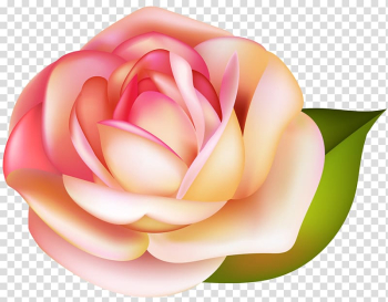 Pink and yellow rose , Garden roses , Rose transparent background PNG clipart