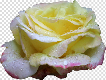 Pink and Yellow Rose , yellow and pink rose illustration transparent background PNG clipart