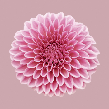 Pink ball chrysanthemum, flower collage | Free PSD - rawpixel Pink ball chrysanthemum, flower collage | Free PSD - rawpixel