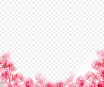 Pink Beach rose Petal Flower - Pink rose border Pink Beach rose Petal Flower - Pink rose border