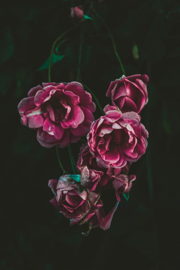 Pink beautiful flowers Pink beautiful flowers
