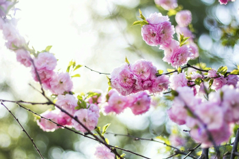 Pink blossom and green leaves | Free Photo - rawpixel