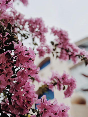 Pink Bougainvillea