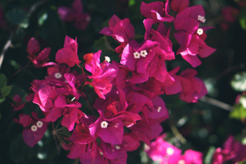 Pink Bougainvillea Flower