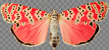 Pink Butterfly Png Image Butterflies Pink Butterfly Png Image Butterflies