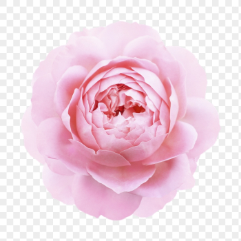 Pink camellia png, flower clipart, | Free PNG - rawpixel