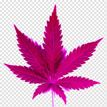 Pink cannabis, Cannabis shop Kush Leaf Drawing, Pink Herb transparent background PNG clipart