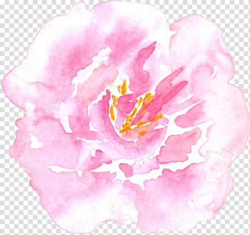 Pink carnation , Peony Watercolor painting Centifolia roses, Watercolor peony transparent background PNG clipart