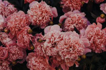 Pink Carnations Pink Carnations