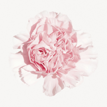 Pink carnations collage element, spring | Free PSD - rawpixel Pink carnations collage element, spring | Free PSD - rawpixel