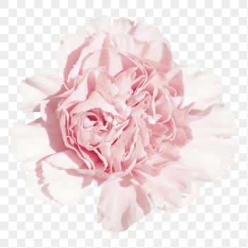 Pink carnations png sticker, transparent | Free PNG - rawpixel Pink carnations png sticker, transparent | Free PNG - rawpixel