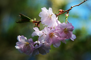 Pink Cherry Blossom Pink Cherry Blossom