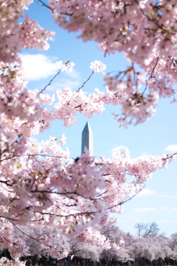 Pink Cherry Blossom Pink Cherry Blossom