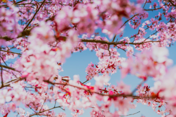 Pink Cherry Blossom Pink Cherry Blossom