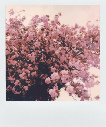 Pink Cherry Blossom Flowers Pink Cherry Blossom Flowers