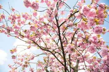 pink cherry blossom tree pink cherry blossom tree