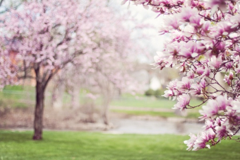 Pink Cherry Blossom Tree Pink Cherry Blossom Tree