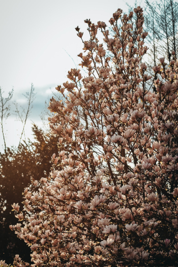 Pink Cherry Blossom Tree Pink Cherry Blossom Tree