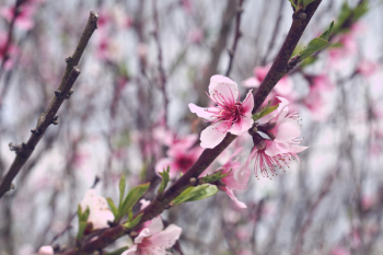 Pink Cherry Blossoms Pink Cherry Blossoms