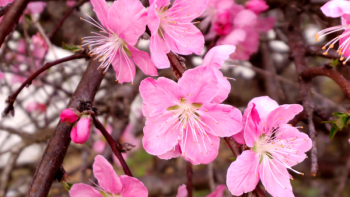 Pink Cherry Blossoms Pink Cherry Blossoms