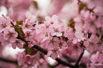 Pink Cherry Blossoms Pink Cherry Blossoms