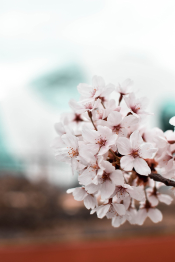 Pink Cherry Blossoms Pink Cherry Blossoms