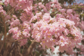 Pink Cherry Blossoms Flowers Pink Cherry Blossoms Flowers