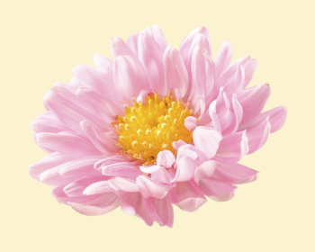 Pink chrysanthemum, flower collage element | Free PSD - rawpixel Pink chrysanthemum, flower collage element | Free PSD - rawpixel
