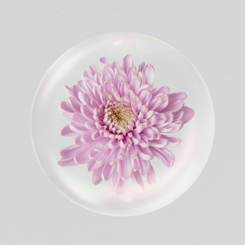 Pink chrysanthemum flower sticker, Spring | Free PSD - rawpixel Pink chrysanthemum flower sticker, Spring | Free PSD - rawpixel
