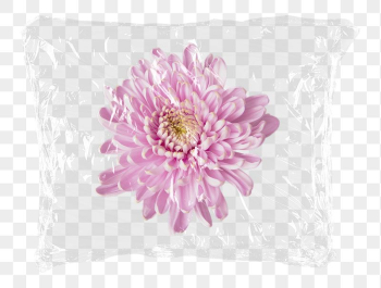 Pink chrysanthemum png flower plastic | Free PNG - rawpixel