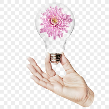 Pink chrysanthemum png flower sticker, | Free PNG - rawpixel Pink chrysanthemum png flower sticker, | Free PNG - rawpixel
