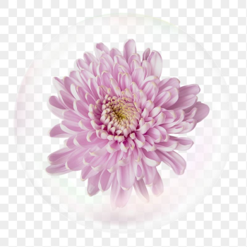 Pink chrysanthemum png sticker, flower | Free PNG - rawpixel Pink chrysanthemum png sticker, flower | Free PNG - rawpixel