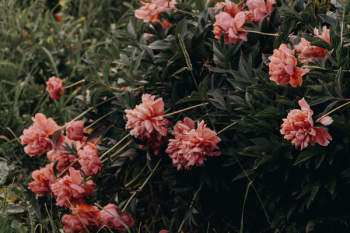 Pink Cluster Flowers Nature Photography Pink Cluster Flowers Nature Photography