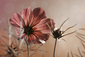 Pink cosmos background. Free public | Free Photo - rawpixel