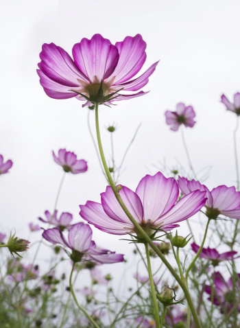 Pink cosmos. Free public domain | Free Photo - rawpixel