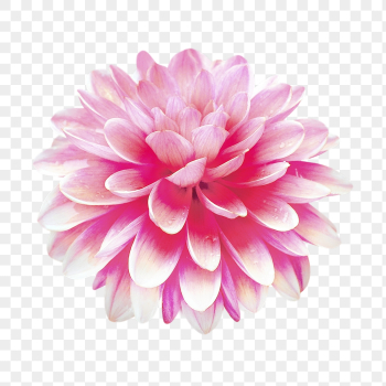 Pink dahlia png, flower clipart, | Free PNG - rawpixel