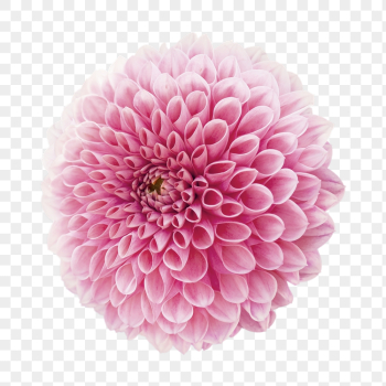 Pink dahlia png, flower clipart, | Free PNG - rawpixel