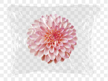 Pink dahlia png flower plastic | Free PNG - rawpixel