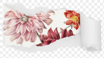 Pink dahlia png flowers ripped | Free PNG - rawpixel