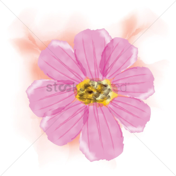 Pink daisy Pink daisy