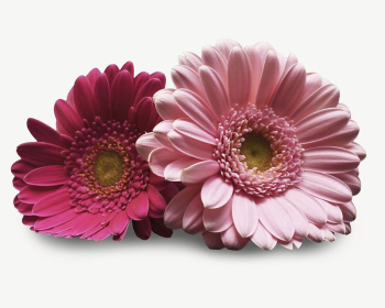 Pink daisy collage element, isolated | Free PSD - rawpixel