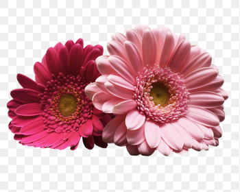 Pink daisy png sticker, transparent | Free PNG - rawpixel