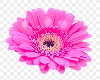 Pink daisy png sticker, transparent | Free PNG - rawpixel