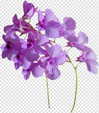 Pink Dendrobium orchids in bloom, Flower , Real flowers transparent background PNG clipart