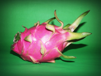 Pink Dragon Fruit Pink Dragon Fruit