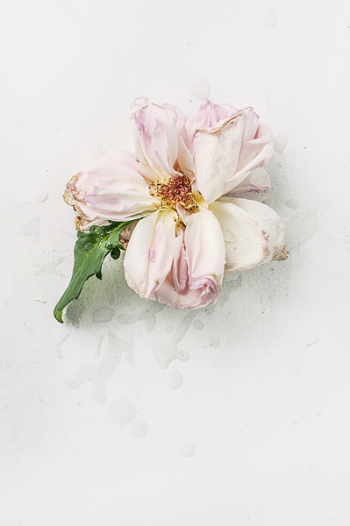 Pink Dried Flower Pink Dried Flower
