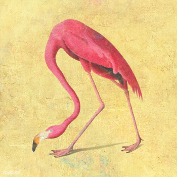 Pink flamingo bird design element illustration | Free  illustration - 2338376