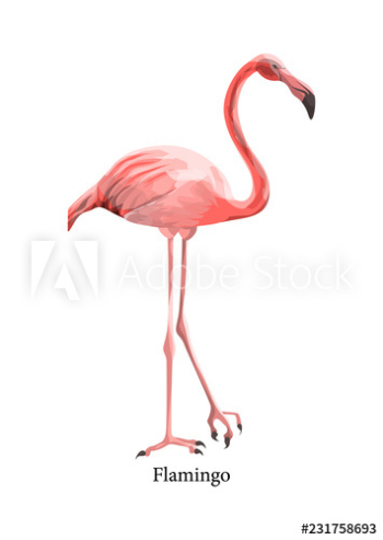 Pink flamingo tropical cute bird Pink flamingo tropical cute bird