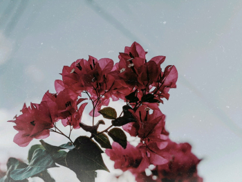 Pink Floewrs Pink Floewrs