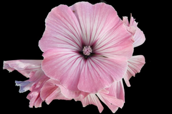 Pink Floral Flower Pink Floral Flower